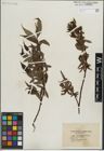 Foto von Salix lasiandra Benth.